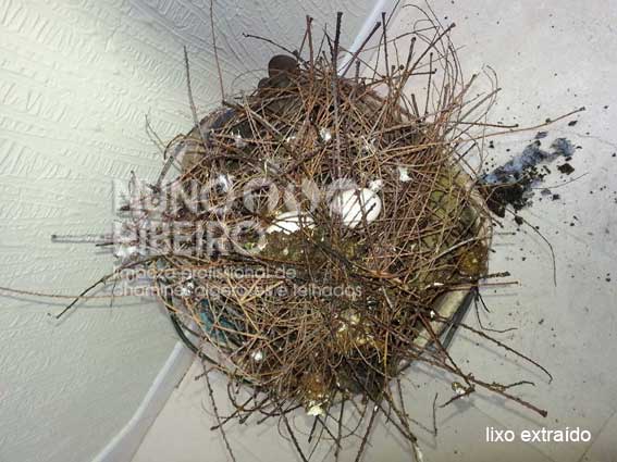 Nuno Ribeiro Limpa Chamines Image